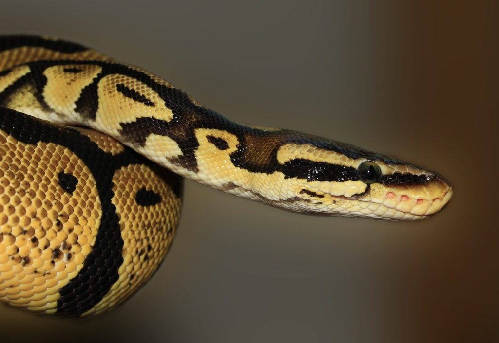 interpretation serpent