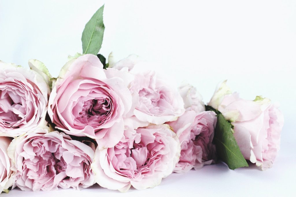 rose éternelle sous cloche