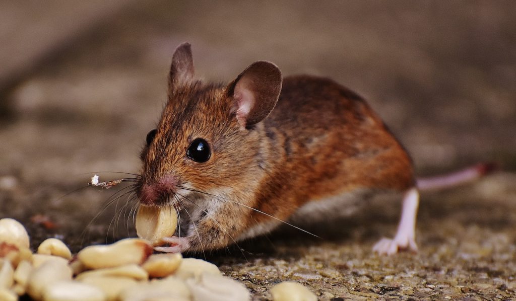 infestation de rats dans une maison