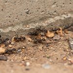 fourmis_debris_mur