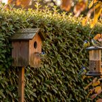 Quels abris, mangeoires et points d’eau choisir pour les oiseaux du jardin en automne ? Jardin d’automne avec une haie dense, un nichoir en bois, une mangeoire suspendue et de petites mésanges dans la lumière douce du matin.