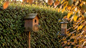 Jardin d’automne avec une haie dense, un nichoir en bois, une mangeoire suspendue et de petites mésanges dans la lumière douce du matin.